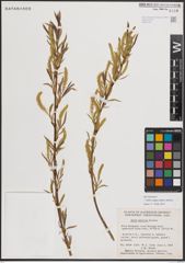 Foto von Salix exigua subsp. interior (Rowlee) Cronquist